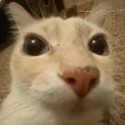 Avatar de santicaifr